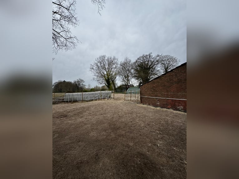 Two available stable places for geldings immediately.