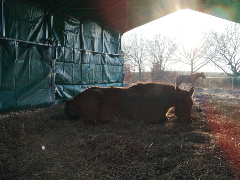 Weideplatz Offenstallplatz Weidehaltung