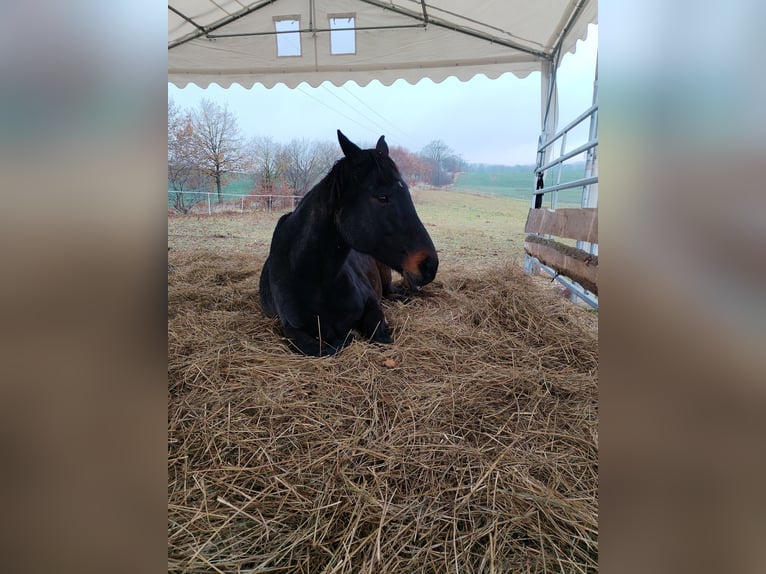 Weideplatz Offenstallplatz Weidehaltung