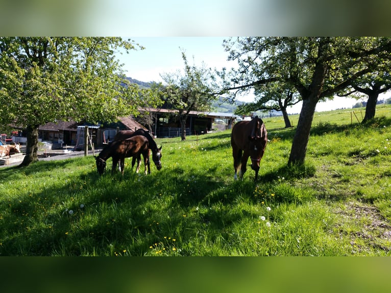 Wunderschöne Box mit großem Paddockauslauf für Rentner und Freizeitreiter
