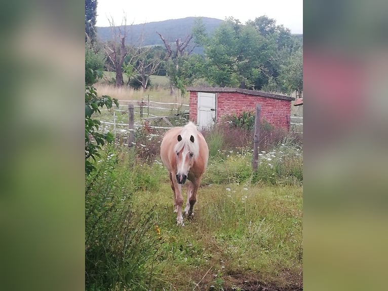 Wunderschöner Offenstall in Wendershausen/Nordhessen