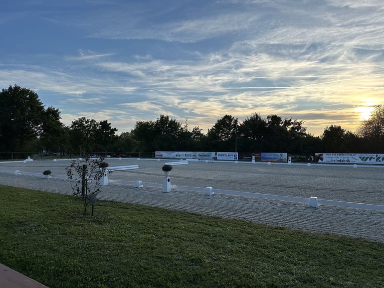 2 Schöne Boxen mit Paddock