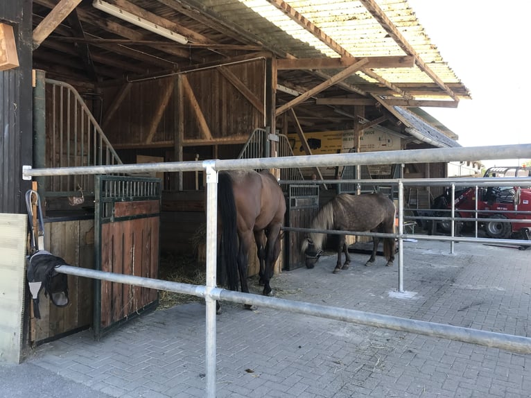 2 Schöne Paddockboxen zu vermieten 