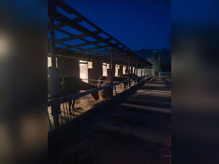 Available paddock boxes at Saxony's premium livery yard (Lossatal)