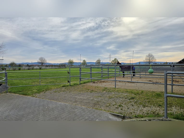 Available paddock boxes for rent in Mannheim-Seckenheim