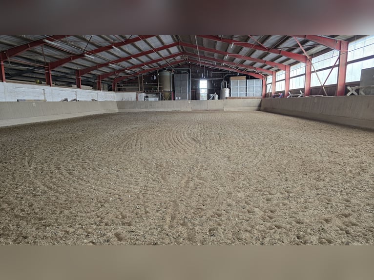 Available paddock boxes for rent in Mannheim-Seckenheim