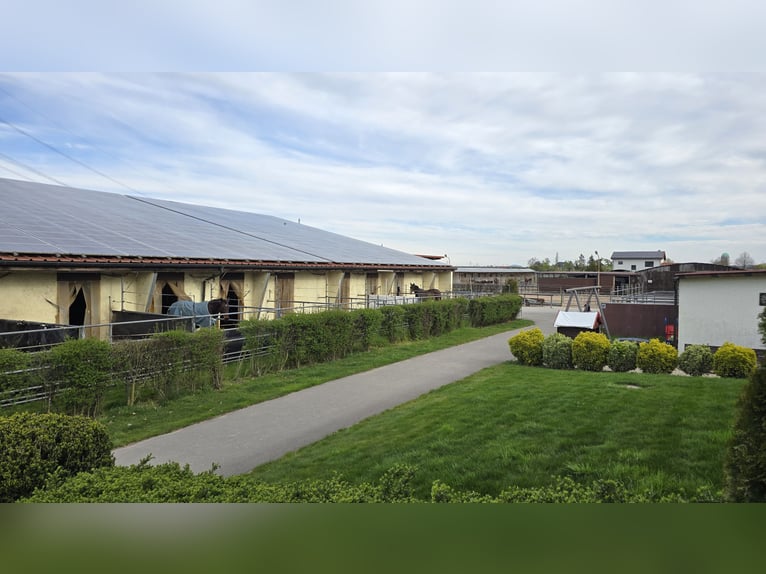 Available paddock boxes for rent in Mannheim-Seckenheim