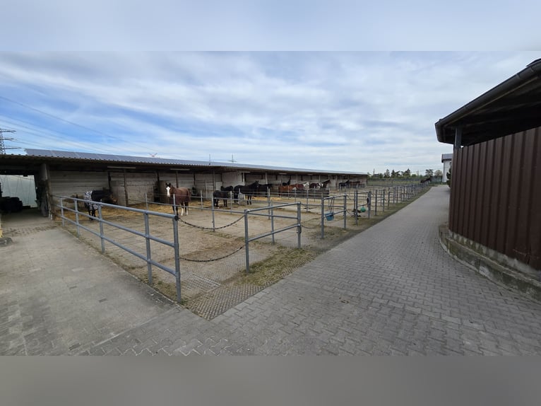 Available paddock boxes for rent in Mannheim-Seckenheim