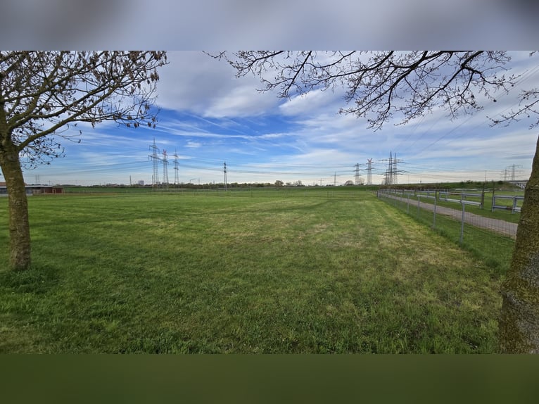 Available paddock boxes for rent in Mannheim-Seckenheim