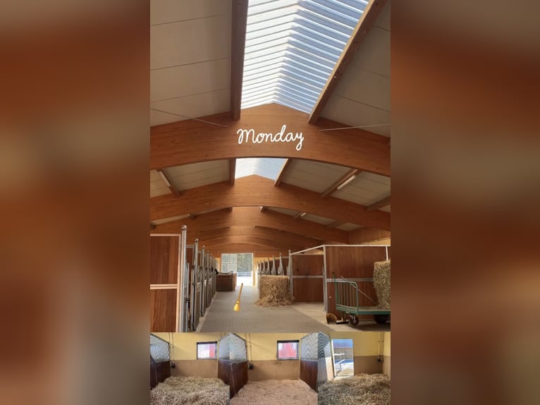 Available stabling in our equestrian facility in Metzenhof!