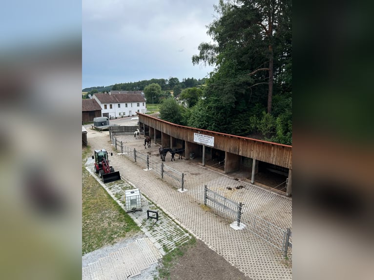 🐴 Available stabling spaces at MCC Ranch in Waldviertel