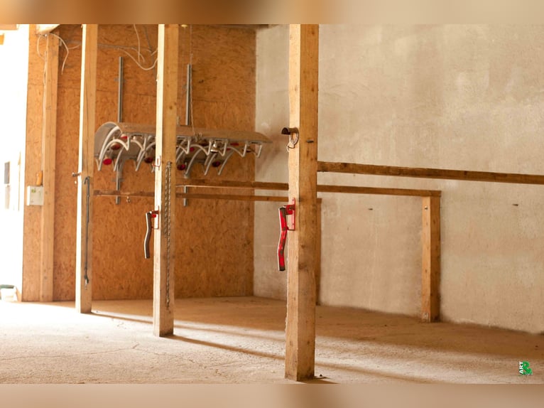 Boxen frei auf TOP Reitanlage mit 2 Reithallen / Pferde ReHa / AQUA-Trainer