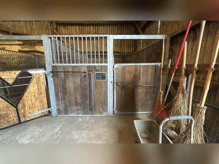 Boxen, Offenstallplatz 