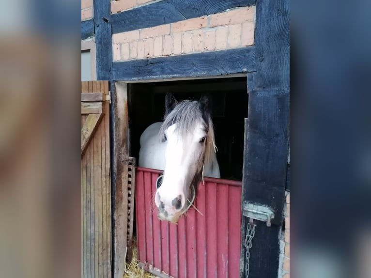 Boxen, Offenstallplatz 