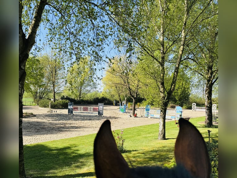 Breaking in, training, and sale! With us!!