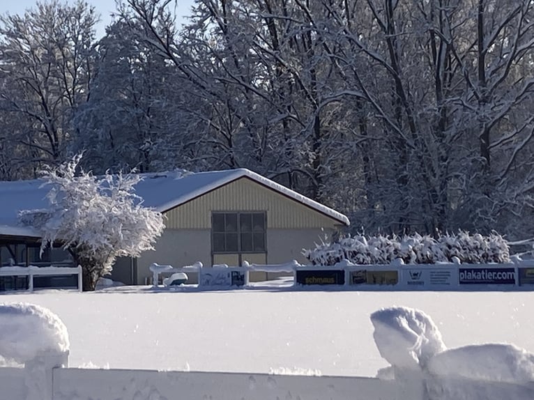 Currently, a paddock box with full board is available at our beautiful riding facility!