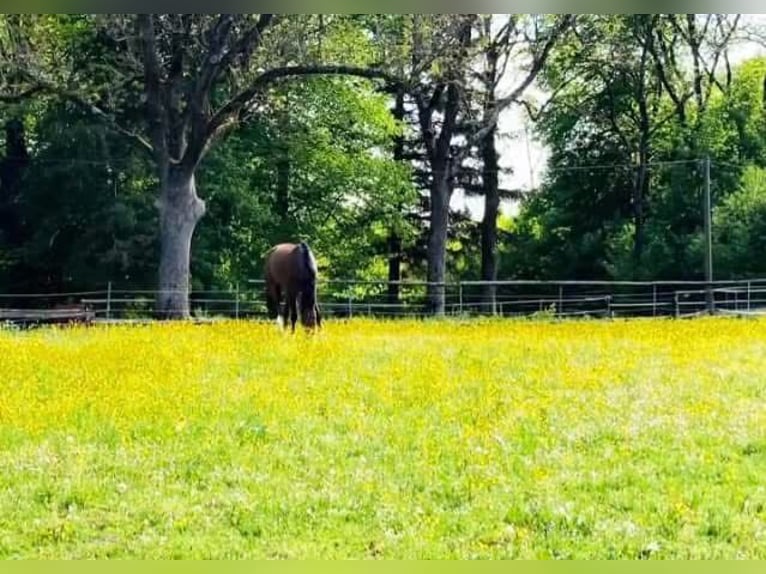 Currently, a paddock box with full board is available at our beautiful riding facility!
