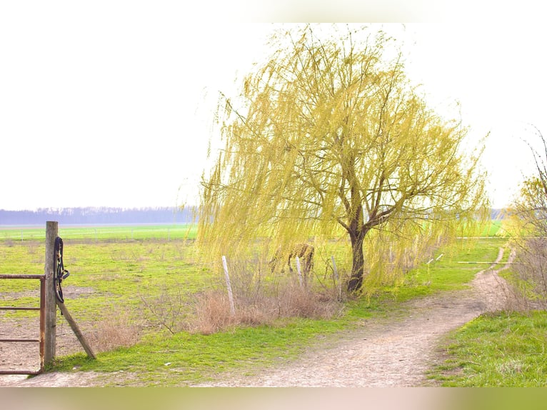 Einstellplätze am Islandpferdehof Reitzentrum Gut Sachsengang bei Wien