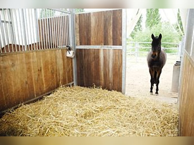 Fresh air, peaceful location, open riding arena, and excellent riding trails. Friendly stable commun