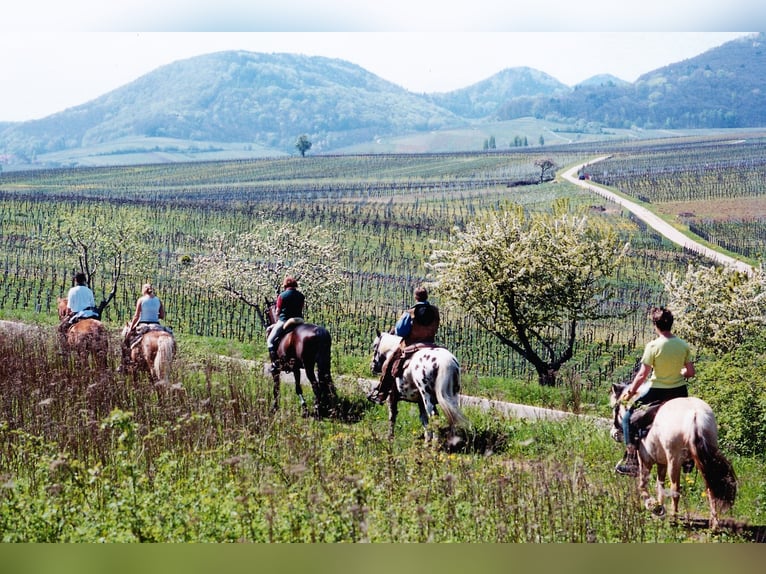 Fresh air, peaceful location, open riding arena, and excellent riding trails. Friendly stable commun