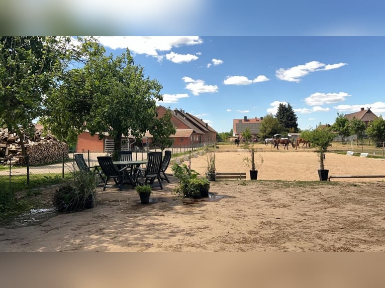 harmonischer Freizeitstall hat Plätze frei