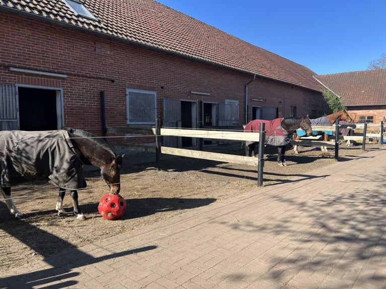 harmonischer Freizeitstall hat Plätze frei