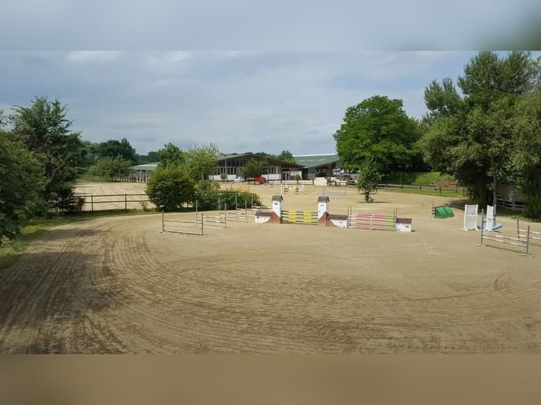 Large paddock and indoor stalls for rent