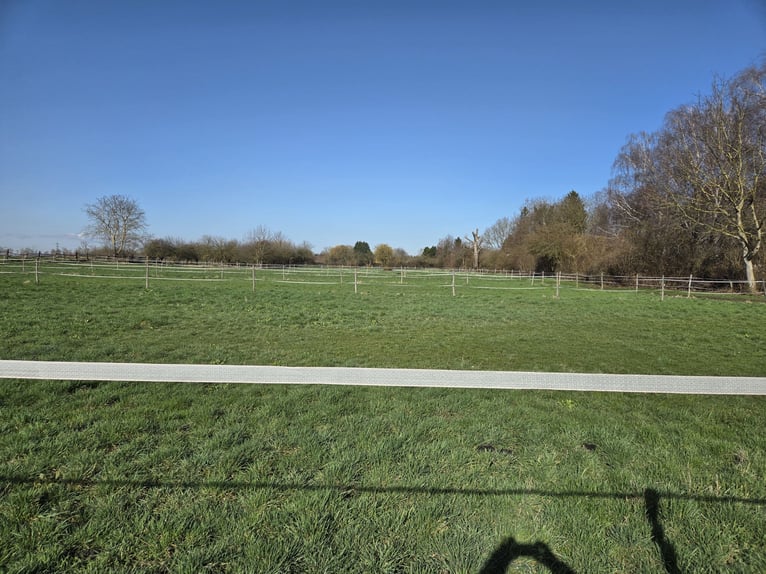 🐴 Large paddock box for rent – in a small club 🐴