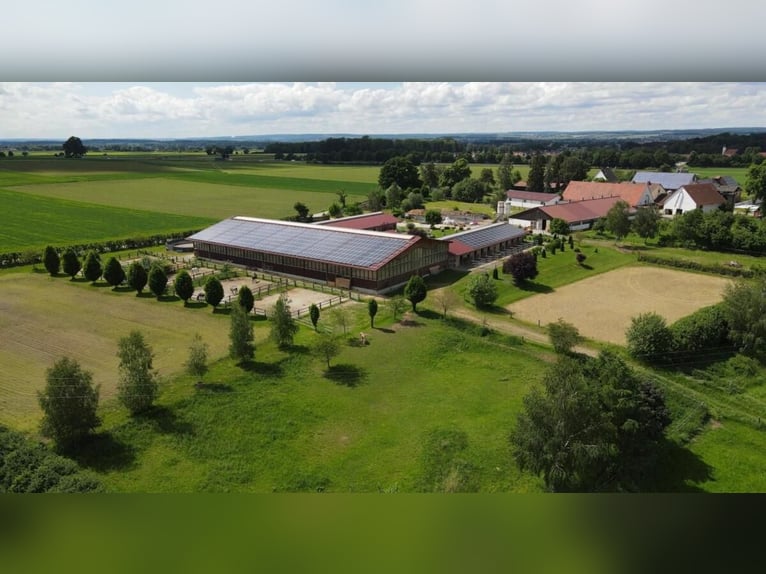 Large paddock boxes at a modern equestrian facility