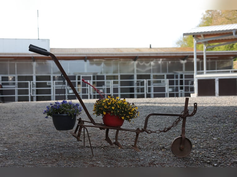 Large paddock stalls