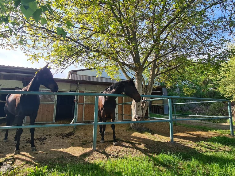 Livery Stable Paddock