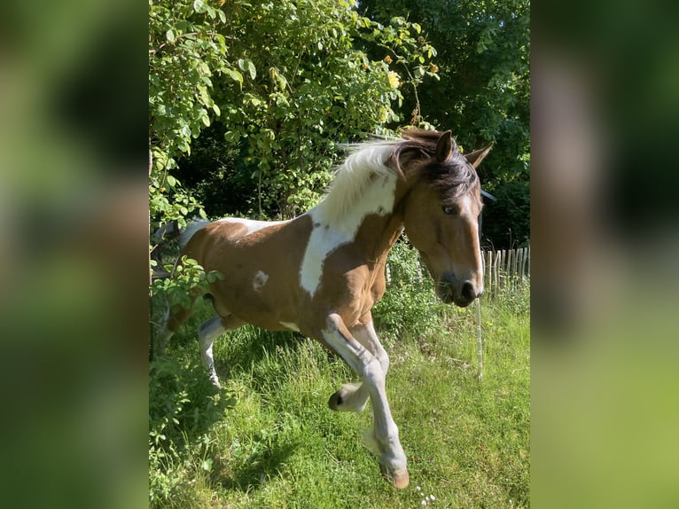 🐴 Looking for a stable place near Eckernförde, 24340!