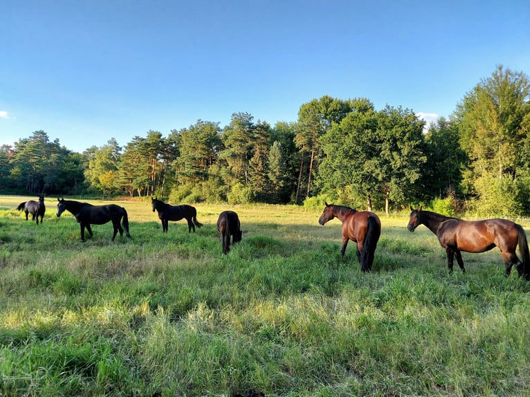 Modern bright, airy paddock boxes and stable wing set in a stunning stud farm estate