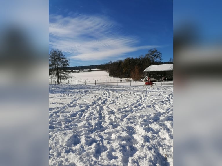 Neu gebaute Auslaufboxen zu vermieten