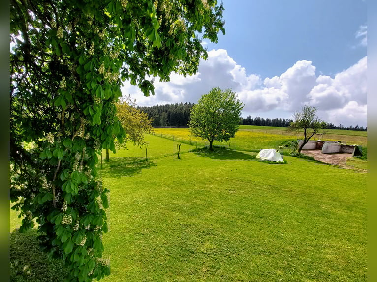 One paddock stable with outdoor pasture for 1-2 horses