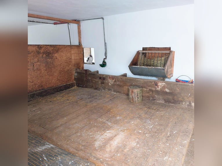 One paddock stable with outdoor pasture for 1-2 horses