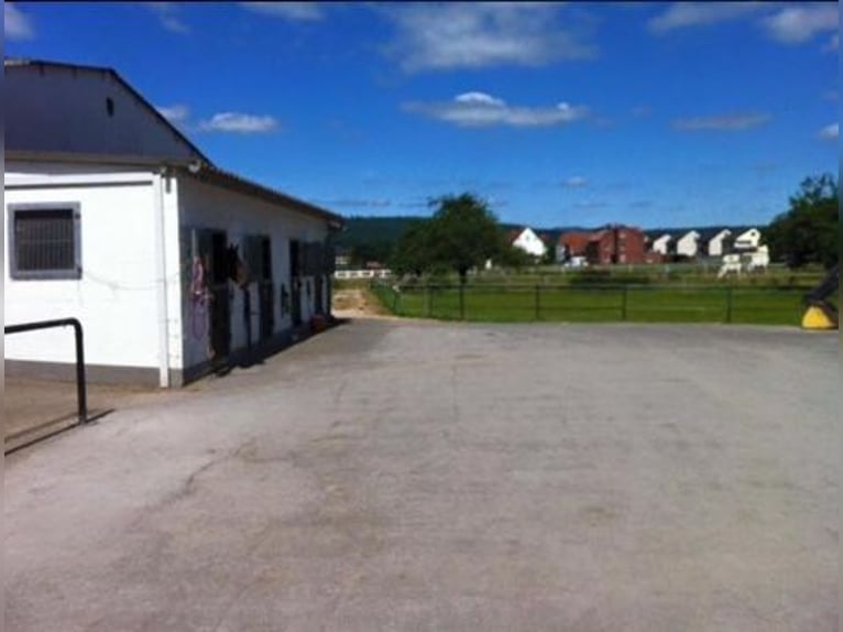Outdoor box / paddock box available – stallion keeping possible