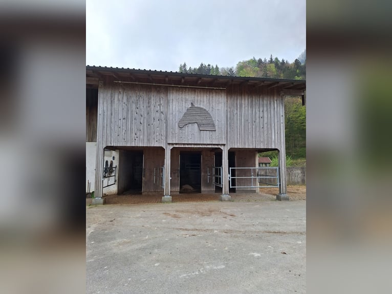 Paddock and outdoor box available