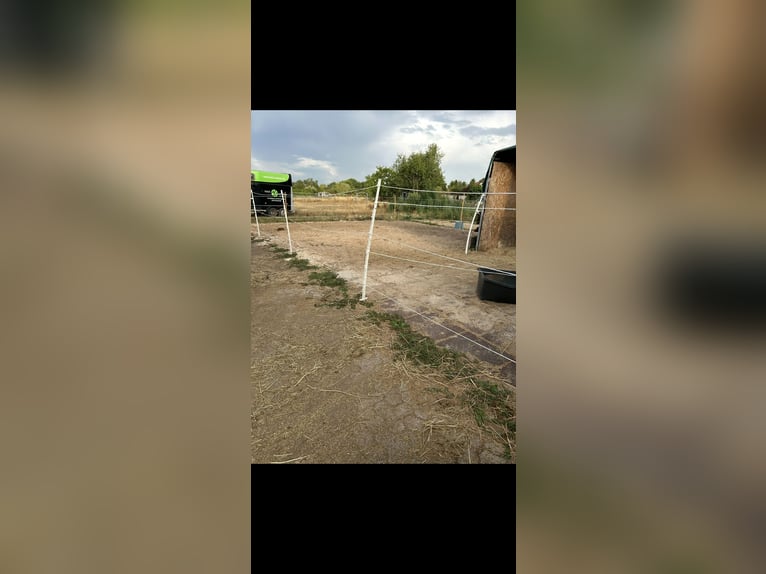 Paddock box available