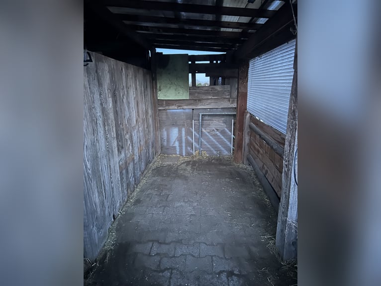 Paddock box available