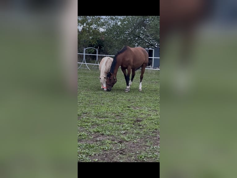 Paddock box available