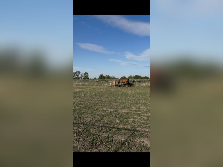 Paddock box available