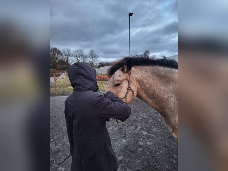 Paddock box available for training horse