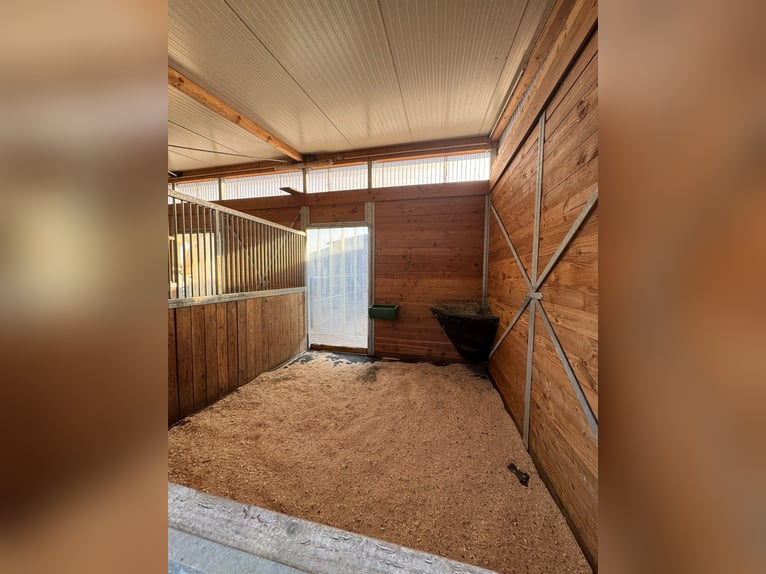 ✨ Paddock box available from September 1st – well-maintained facility & peaceful environment ✨