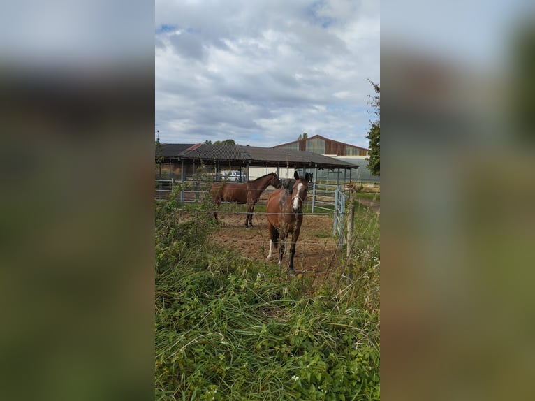 Paddock box available in Viernheim – suitable for species-appropriate keeping with excellent infrast