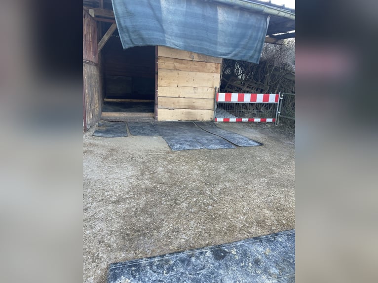 Paddock Box / Open Stall