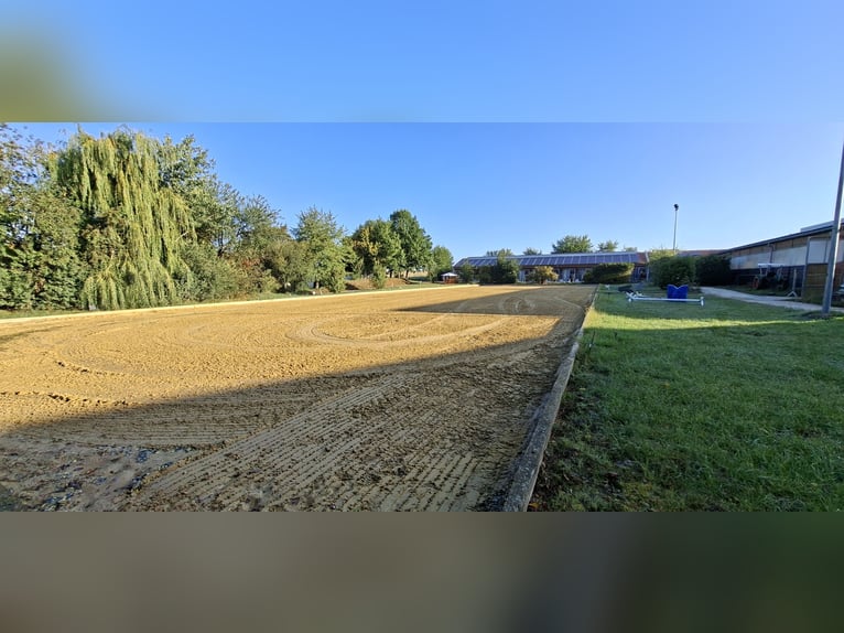 Paddock boxes available