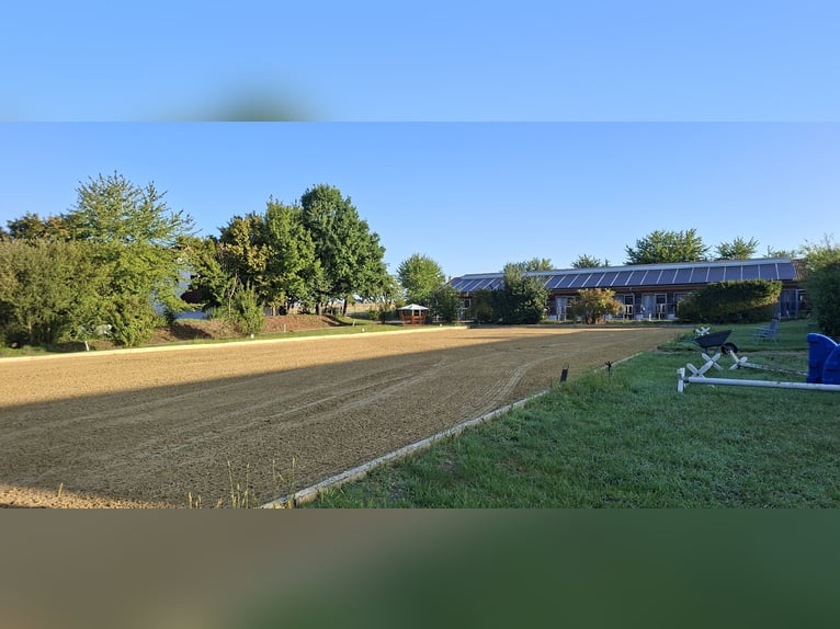 Paddock boxes available