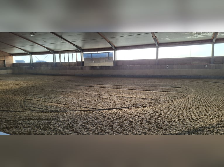 Paddock boxes available