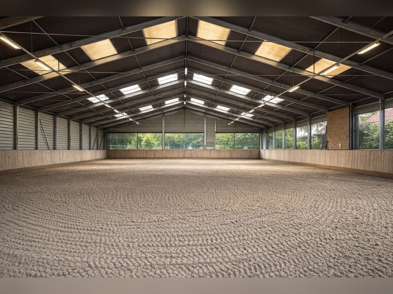 Paddock boxes, outdoor stalls, herd management, foal rearing, training, riding services